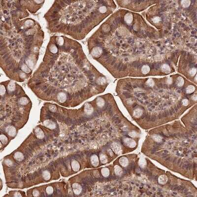 Immunohistochemistry-Paraffin: Symplekin Antibody [NBP1-92464] - Staining of human small intestine shows moderate cytoplasmic positivity in glandular cells.