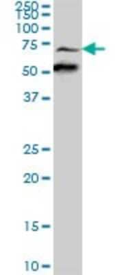 Western Blot: Synapsin 3 Antibody [H00008224-B01P] - Analysis of SYN3 expression in rat brain.