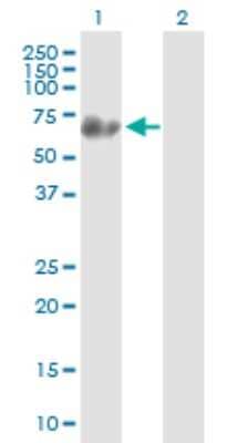 Western Blot: Synapsin 3 Antibody [H00008224-B01P] - Analysis of SYN3 expression in transfected 293T cell line by SYN3 polyclonal antibody.  Lane 1: SYN3 transfected lysate(63.8 KDa). Lane 2: Non-transfected lysate.