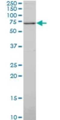Western Blot: Synapsin I Antibody (4F6) [H00006853-M06] - Analysis of SYN1 expression in A-431 (Cat # L015V1).