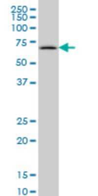 Western Blot: Synapsin I Antibody (4F6) [H00006853-M06] - Analysis of SYN1 expression in MCF-7 (Cat # L046V1).