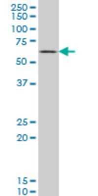 Western Blot: Synapsin I Antibody (4H1) [H00006853-M07] - Analysis of SYN1 expression in MCF-7 (Cat # L046V1).