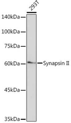 Western Blot: Synapsin II Antibody (7J6L0) [NBP3-15765] - Western blot analysis of extracts of 293T cells, using Synapsin II Rabbit mAb (NBP3-15765) at 1:1000 dilution. Secondary antibody: HRP Goat Anti-Rabbit IgG (H+L) at 1:10000 dilution. Lysates/proteins: 25ug per lane. Blocking buffer: 3% nonfat dry milk in TBST. Detection: ECL Basic Kit. Exposure time: 90s.