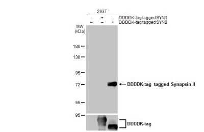 Western Blot: Synapsin II Antibody (GT387) [NBP3-13689] - Non-transfected (-) and transfected (+) 293T whole cell extracts (30 ug) were separated by 7.5% SDS-PAGE, and the membrane was blotted with Synapsin II antibody [GT387] (NBP3-13689) diluted at 1:5000. The HRP-conjugated anti-mouse IgG antibody (NBP2-19382) was used to detect the primary antibody.