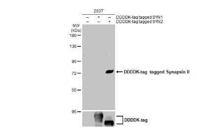 Western Blot: Synapsin II Antibody (GT763) [NBP3-13695] - Non-transfected (-) and transfected (+) 293T whole cell extracts (30 ug) were separated by 7.5% SDS-PAGE, and the membrane was blotted with Synapsin II antibody [GT763] (NBP3-13695) diluted at 1:5000. The HRP-conjugated anti-mouse IgG antibody (NBP2-19382) was used to detect the primary antibody.