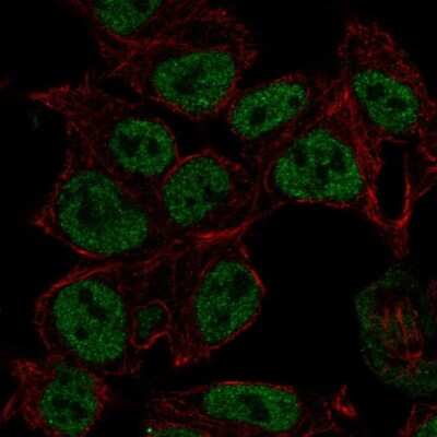 Immunocytochemistry/Immunofluorescence: Synapsin II Antibody [NBP2-58134] - Staining of human cell line HEK 293 shows localization to nucleoplasm. Antibody staining is shown in green.