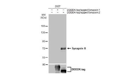 Western Blot: Synapsin II Antibody [NBP3-13443] - Non-transfected (-) and transfected (+) 293T whole cell extracts (30 ug) were separated by 7.5% SDS-PAGE, and the membrane was blotted with Synapsin II antibody (NBP3-13443) diluted at 1:5000. The HRP-conjugated anti-rabbit IgG antibody (NBP2-19301) was used to detect the primary antibody.