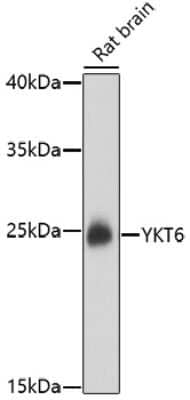 Western Blot: Synaptobrevin homolog YKT6 Antibody [NBP2-94846] - Analysis of extracts of rat brain, using Synaptobrevin homolog YKT6 at 1:1000 dilution.Secondary antibody: HRP Goat Anti-Rabbit IgG (H+L) at 1:10000 dilution.Lysates/proteins: 25ug per lane.Blocking buffer: 3% nonfat dry milk in TBST.Detection: ECL Basic Kit .Exposure time: 90s.