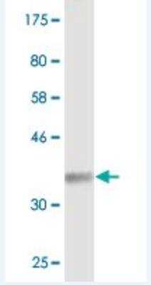 Western Blot: Synaptogyrin 2 Antibody (1G7) [H00009144-M03] - Detection against Immunogen (32.01 KDa) .