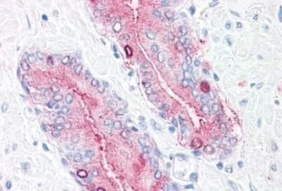 Immunohistochemistry-Paraffin: Synaptogyrin 2 Antibody [NBP3-14490] - Immunohistochemistry of formalin-fixed, paraffin-embedded human prostate after heat-induced antigen retrieval.