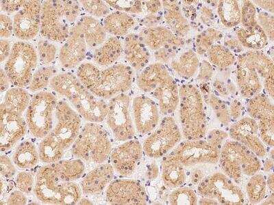 Immunohistochemistry-Paraffin: Synaptogyrin 3 Antibody [NBP3-06229] - Immunochemical staining of human SYNGR3 in human kidney with rabbit polyclonal antibody at 1:100 dilution, formalin-fixed paraffin embedded sections.