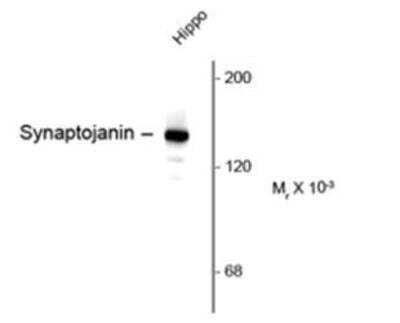 Western Blot: Synaptojanin 1 Antibody (5H1) [NBP1-47559] - Rat Hippocampal Lysate showing specific immunolabeling of the ~145k Synaptojanin protein.