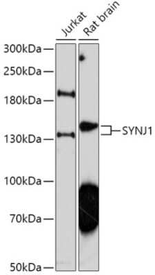 Western Blot: Synaptojanin 1 Antibody [NBP2-94261] - Analysis of extracts of various cell lines, using Synaptojanin 1 at 1:1000 dilution. Secondary antibody: HRP Goat Anti-Rabbit IgG (H+L) at 1:10000 dilution. Lysates/proteins: 25ug per lane. Blocking buffer: 3% nonfat dry milk in TBST. Detection: ECL Basic Kit . Exposure time: 90s.