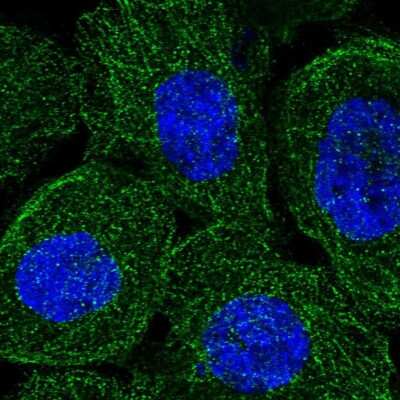 Immunocytochemistry/Immunofluorescence: Synaptojanin 2 Antibody [NBP1-87843] - Staining of human cell line A-431 shows localization to microtubules. Antibody staining is shown in green.