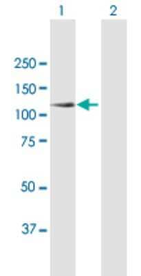 Western Blot: Synaptojanin 2 Antibody [H00008871-B01P] - Analysis of SYNJ2 expression in transfected 293T cell line by SYNJ2 polyclonal antibody.  Lane 1: SYNJ2 transfected lysate(92.29 KDa). Lane 2: Non-transfected lysate.