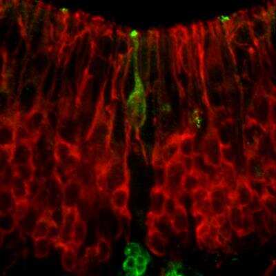 Immunocytochemistry/Immunofluorescence: Synaptotagmin 1 Antibody [NB100-1938] - Immunohistochemical staining of Synaptotagmin 1 (GREEN) and Vimentin (RED) in a cryostat section through the basal plate of an e16 mouse brain.
