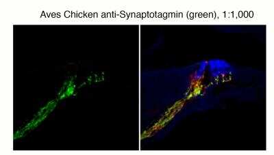 Immunocytochemistry/Immunofluorescence: Synaptotagmin 1 Antibody [NB100-1938] - Immunohistochemical staining of Synaptotagmin 1(GREEN) and NFH (RED) and Vimentin (BLUE) in a cryostat section through the Cochlear nerve and Organ of Corti in an adult mouse.