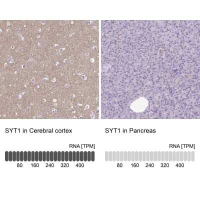 Immunohistochemistry-Paraffin: Synaptotagmin 1 Antibody [NBP1-87362] - Analysis in human cerebral cortex and pancreas tissues using NBP1-87362 antibody. Corresponding Synaptotagmin 1 RNA-seq data are presented for the same tissues.