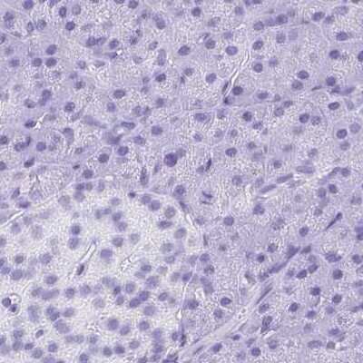 Immunohistochemistry-Paraffin: Synaptotagmin 1 Antibody [NBP2-34215] - Staining of human pancreas using Anti-SYT1 antibody NBP2-34215.