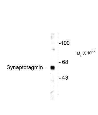 Western Blot: Synaptotagmin 1 Antibody [NB300-739] - Western blot of rat cortex showing specific labeling of the ~65k Synaptotagmin protein.