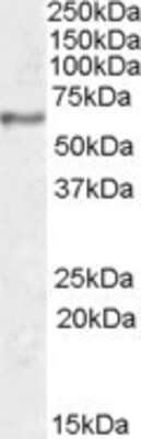 Western Blot: Synaptotagmin-1 Antibody [NBP1-51925] - (1ug/ml) Human Hippocampus lysate (35ug protein in RIPA buffer). Primary incubation was 1 hour. Detected by chemiluminescence.