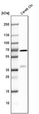 Western Blot: Synaptotagmin 1 Antibody [NBP1-87362] - Analysis in human cerebral cortex tissue.