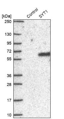 Western Blot: Synaptotagmin 1 Antibody [NBP2-34215] - Analysis in control (vector only transfected HEK293T lysate) and SYT1 over-expression lysate (Co-expressed with a C-terminal myc-DDK tag (3.1 kDa) in mammalian HEK293T cells).