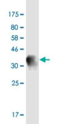 Western Blot: Synaptotagmin 13 Antibody (1H3) [H00057586-M04-100ug] - Detection against immunogen (36.74 kDa).