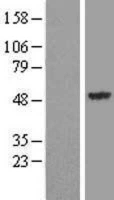 Western Blot Synaptotagmin 13 Overexpression Lysate