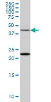 Western Blot: Synaptotagmin 2 Antibody (1G10) [H00127833-M01] - SYT2 monoclonal antibody (M01), clone 1G10 Western Blot analysis of SYT2 expression in HepG2 ( Cat # L019V1 ).