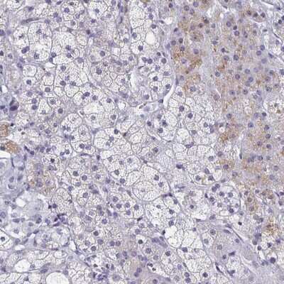 Immunohistochemistry-Paraffin: Synaptotagmin 2 Antibody [NBP2-49403] - Staining of human adrenal gland shows moderate cytoplasmic positivity in glandular cells.