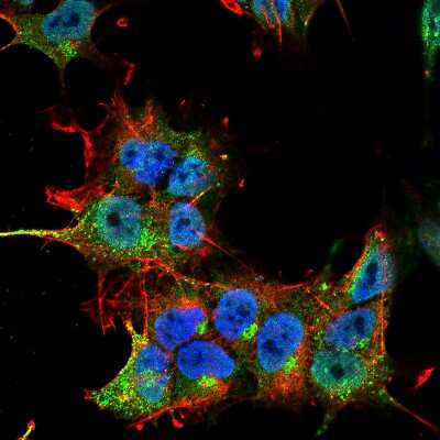 Immunocytochemistry/Immunofluorescence: Synaptotagmin 3 Antibody (S278-19) [NBP2-22395] - Tissue: Neuroblastoma cell line SK-N-BE. Species: Human. Fixation: 4% Formaldehyde for 15 min at RT. Primary Antibody: Mouse Anti-Synaptotagmin-3 Monoclonal Antibody at 1:100 for 60 min at RT. Secondary Antibody: Goat Anti-Mouse ATTO 488 at 1:100 for 60 min at RT. Counterstain: Phalloidin Texas Red F-Actin stain; DAPI (blue) nuclear stain at 1:1000; 1:5000 for 60 min RT, 5 min RT. Localization: Cytoplasmic Vesicle, Secretory Vesicle, Synaptic Vesicle Membrane, Nucleus. Magnification: 60X.