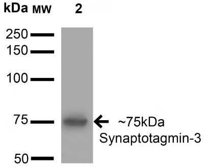 Western Blot: Synaptotagmin 3 Antibody (S278-19) [NBP2-22395] - analysis of Rat Brain Membrane showing detection of 75 kDa Synaptotagmin-3 protein using Mouse Anti-Synaptotagmin-3 Monoclonal Antibody, Clone S278-19 . Lane 1: Molecular Weight Ladder. Lane 2: Rat Brain Membrane. Load: 15 ug . Block: 2% BSA and 2% Skim Milk in 1X TBST. Primary Antibody: Mouse Anti-Synaptotagmin-3 Monoclonal Antibody at 1:200 for 16 hours at 4C. Secondary Antibody: Goat Anti-Mouse IgG: HRP at 1:1000 for 1 hour RT. Color Development: ECL solution for 6 min in RT. Predicted/Observed Size: 75 kDa.
