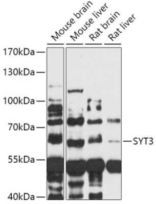 Western Blot Synaptotagmin 3 Antibody - Azide and BSA Free