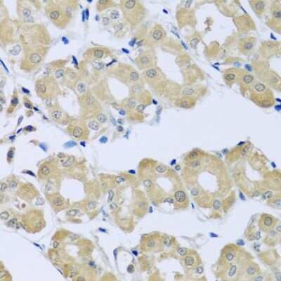 Immunohistochemistry-Paraffin: Synaptotagmin 4 Antibody [NBP2-93411] - Paraffin-embedded human stomach using Synaptotagmin 4 .