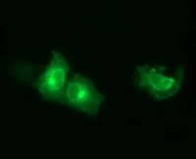 Immunocytochemistry/Immunofluorescence: Synaptotagmin 4 Antibody (OTI4H3) - Azide and BSA Free [NBP2-74415] - Analysis of COS7 cells transiently transfected by pCMV6-ENTRY Synaptotagmin 4.