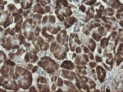 Immunohistochemistry: Synaptotagmin 4 Antibody (OTI4H3) [NBP2-46045] - Analysis of Human pancreas tissue. (Heat-induced epitope retrieval by 10mM citric buffer, pH6.0, 120C for 3min)