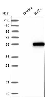 Western Blot: Synaptotagmin 4 Antibody [NBP2-13408] - Analysis in control (vector only transfected HEK293T lysate) and SYT4 over-expression lysate (Co-expressed with a C-terminal myc-DDK tag (3.1 kDa) in mammalian HEK293T cells).