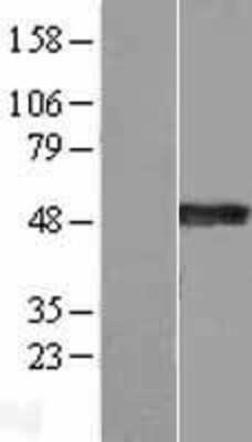 Western Blot Synaptotagmin 4 Overexpression Lysate