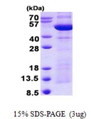 SDS-PAGE Recombinant Human Synaptotagmin 4 His Protein