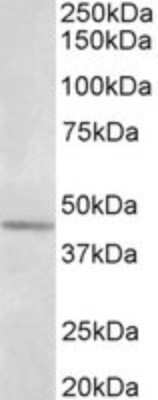 Western Blot: Synaptotagmin 5 Antibody [NBP2-26145] - NBP2-26145 (1ug/ml) staining of Olfactory bulb lysate (35ug protein in RIPA buffer). Primary incubation was 1 hour. Detected by chemiluminescence.