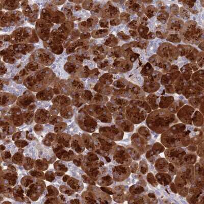 Immunohistochemistry-Paraffin Syncollin Antibody - BSA Free