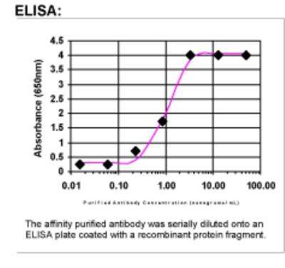 ELISA: Syndecan-1/CD138 Antibody [32560002]