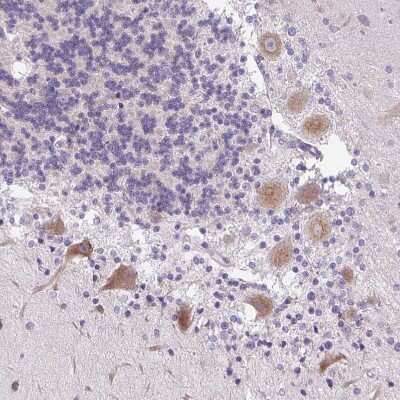 Immunohistochemistry-Paraffin Syntabulin/GOLSYN Antibody - BSA Free