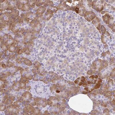 Immunohistochemistry-Paraffin Syntabulin/GOLSYN Antibody - BSA Free