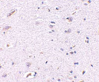 Immunohistochemistry-Paraffin: Syntaphilin Antibody [NBP1-76908] - Human brain with Syntaphilin antibody at 5 ug/ml.