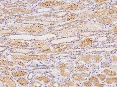 Immunohistochemistry-Paraffin: Syntaphilin Antibody [NBP2-98037] - Immunochemical staining of human Syntaphilin in human kidney with rabbit polyclonal antibody at 1:100 dilution, formalin-fixed paraffin embedded sections.