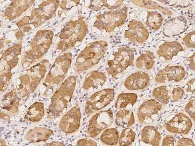 Immunohistochemistry-Paraffin: Syntaphilin Antibody [NBP2-98037] - Immunochemical staining of human Syntaphilin in human stomach with rabbit polyclonal antibody at 1:100 dilution, formalin-fixed paraffin embedded sections.