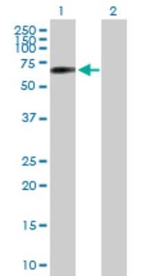 Western Blot: Syntaphilin Antibody [H00009751-B01P] - Analysis of SNPH expression in transfected 293T cell line by SNPH polyclonal antibody.  Lane 1: SNPH transfected lysate(54.34 KDa). Lane 2: Non-transfected lysate.