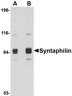 Western Blot: Syntaphilin Antibody [NBP1-76915] - Rat brain tissue lysate with Syntaphilin antibody at (A) 1 and (B) 2 ug/mL.